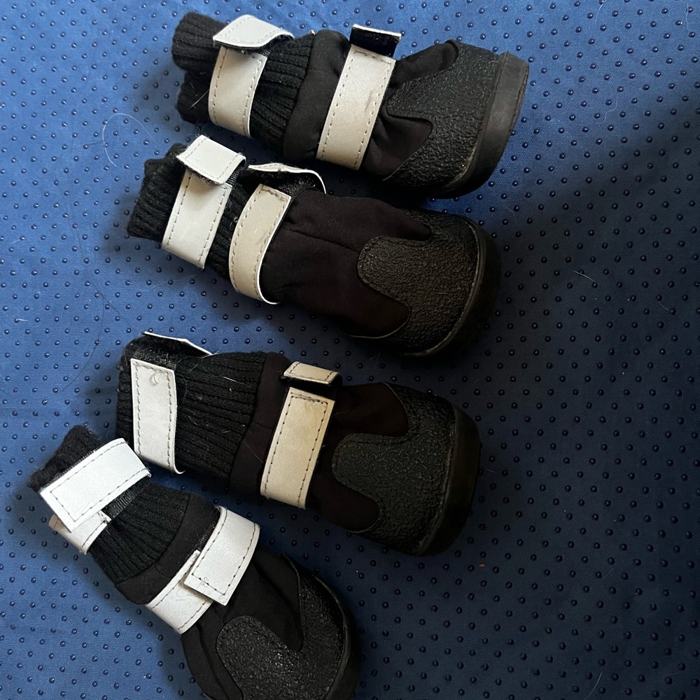 Dog Black and White Shoes